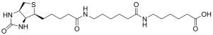 Biotin-LC-LC structure